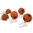 JBL Cocos Cava 1/1M