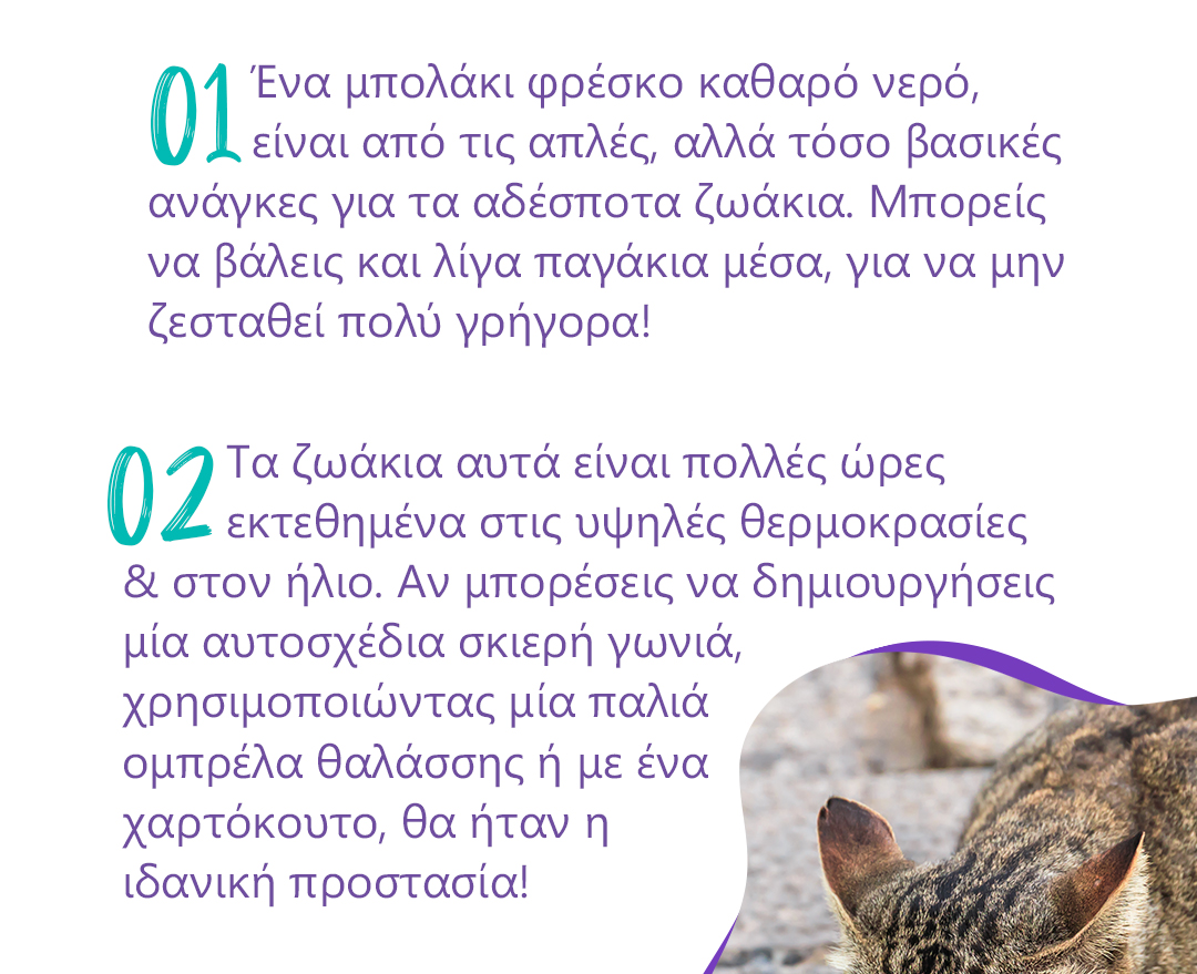 tips zestis