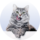 &Gamma;ά&tau;&alpha;