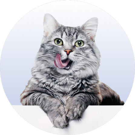 Category Menu - Cat Item