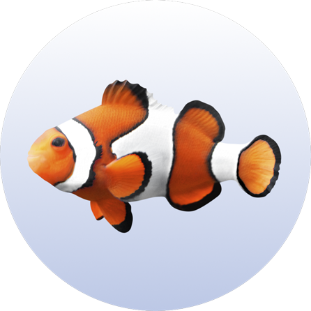 Category Menu - Psari Item