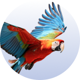 &Pi;&tau;&eta;&nu;ό